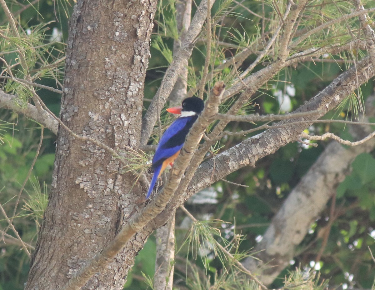 Black-capped Kingfisher - Afsar Nayakkan