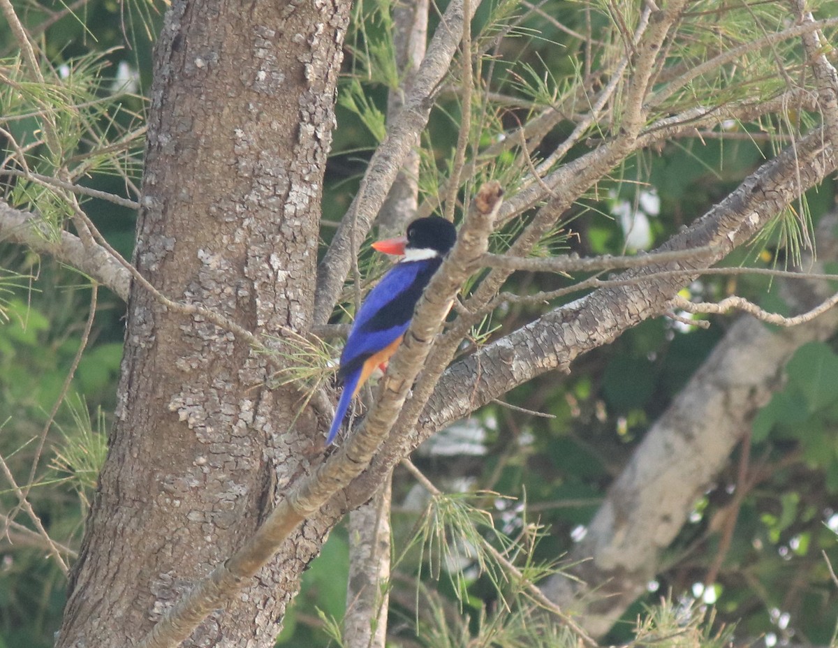 Black-capped Kingfisher - ML619214625