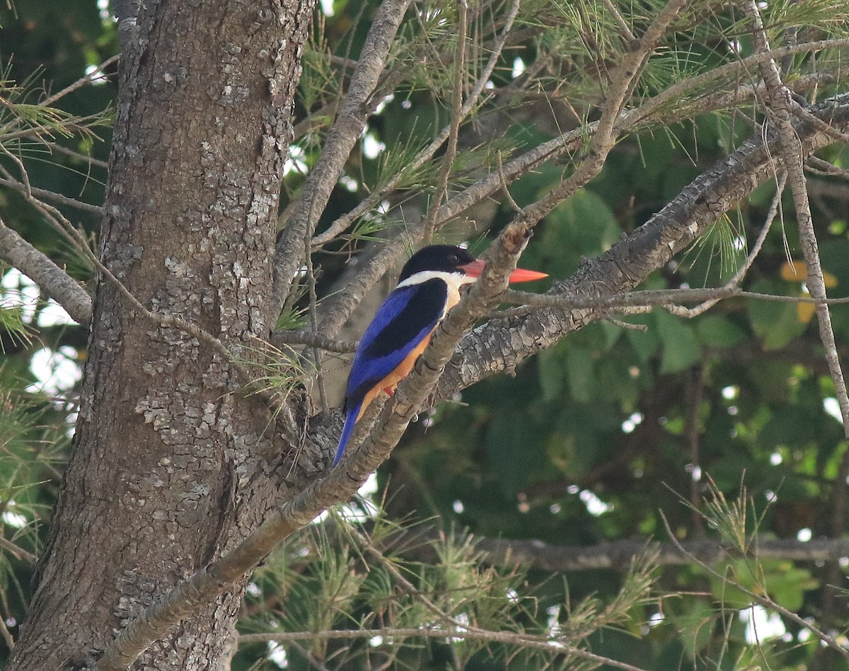 Black-capped Kingfisher - Afsar Nayakkan