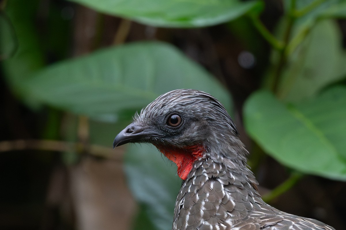 Band-tailed Guan - ML619214636