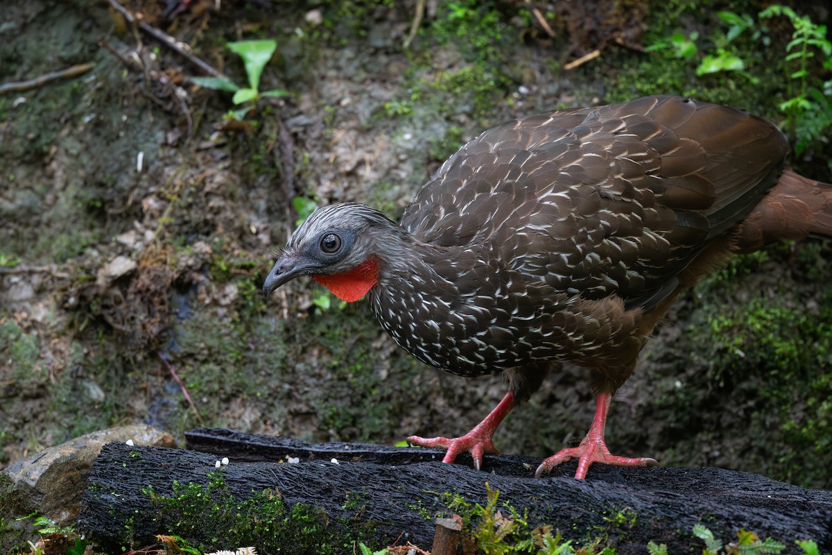 Band-tailed Guan - ML619214637