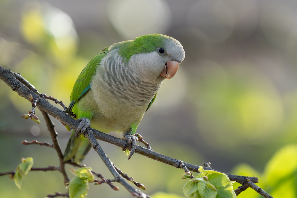 Monk Parakeet - Julian Ventres