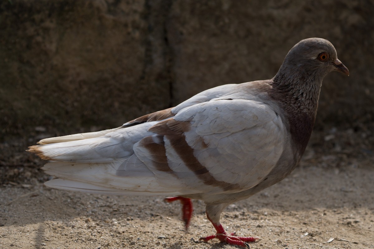 Rock Pigeon - ML619214657