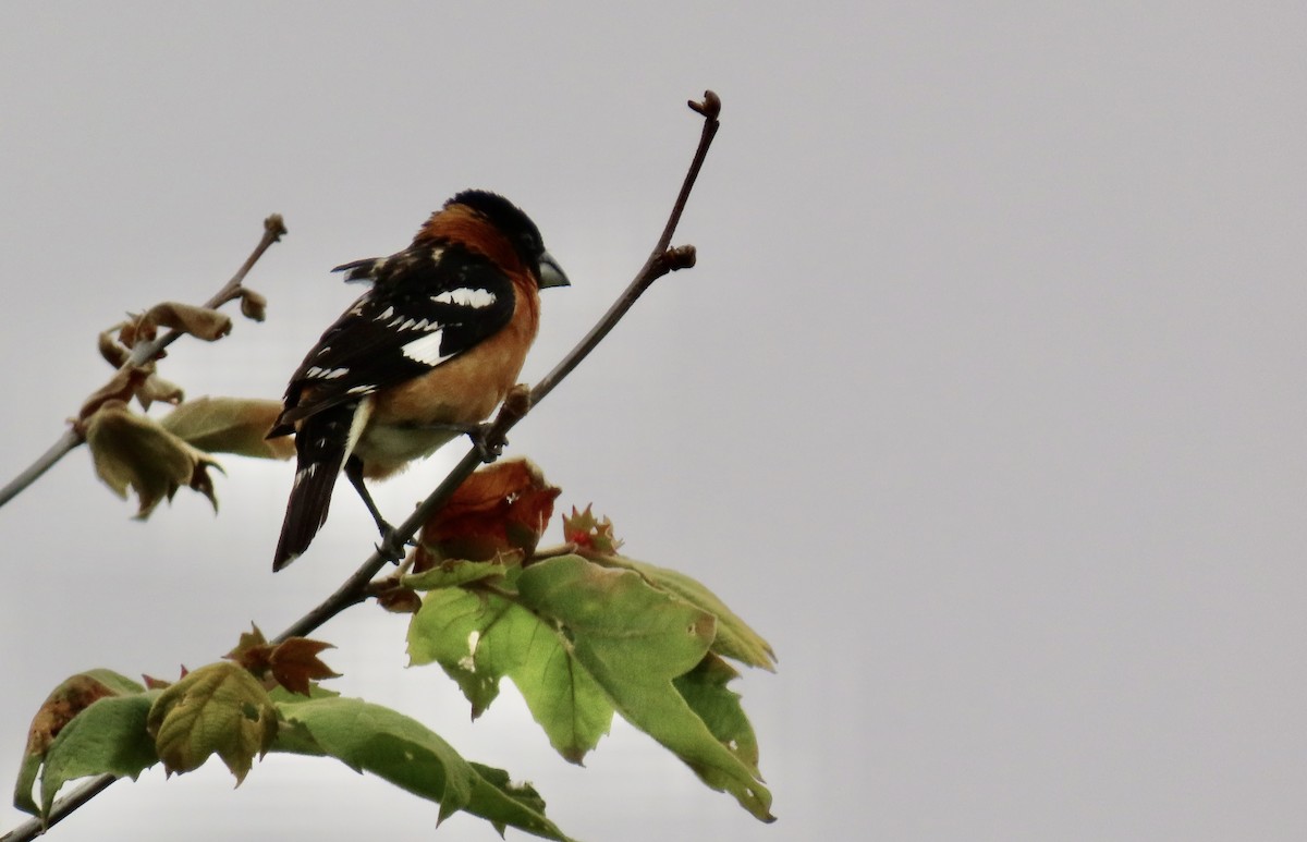 Black-headed Grosbeak - Petra Clayton