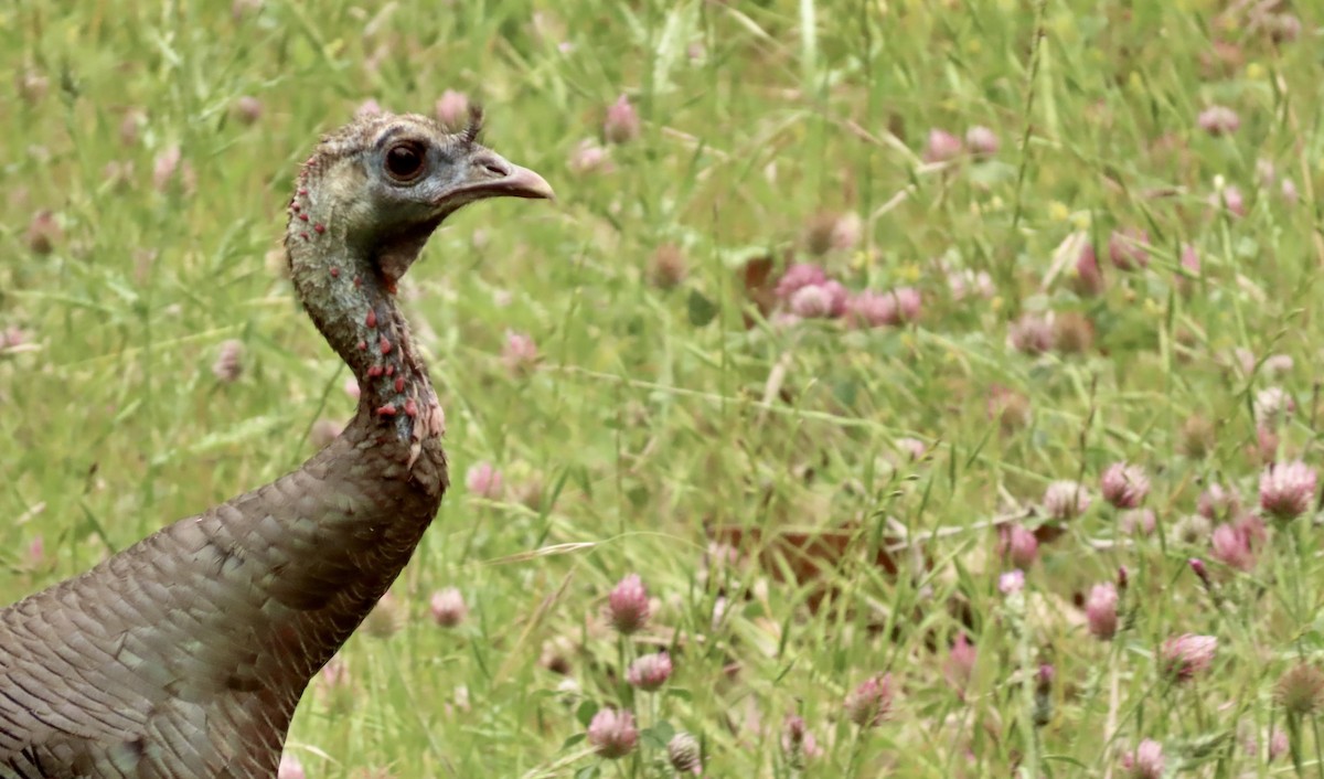 Wild Turkey - Petra Clayton