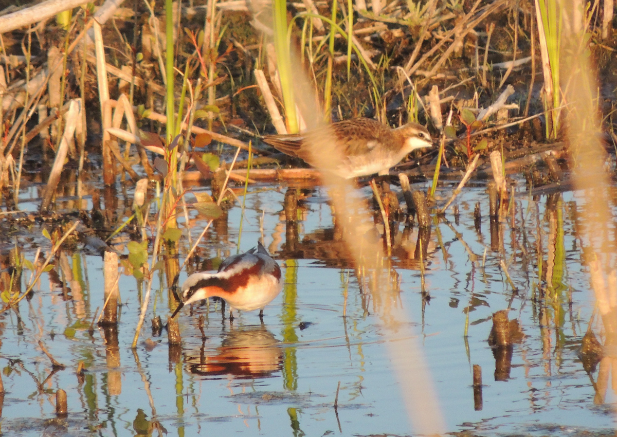 Wilson's Phalarope - Morgan Vos