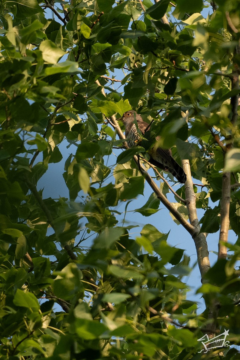 Indian Cuckoo - Chuan Xuan