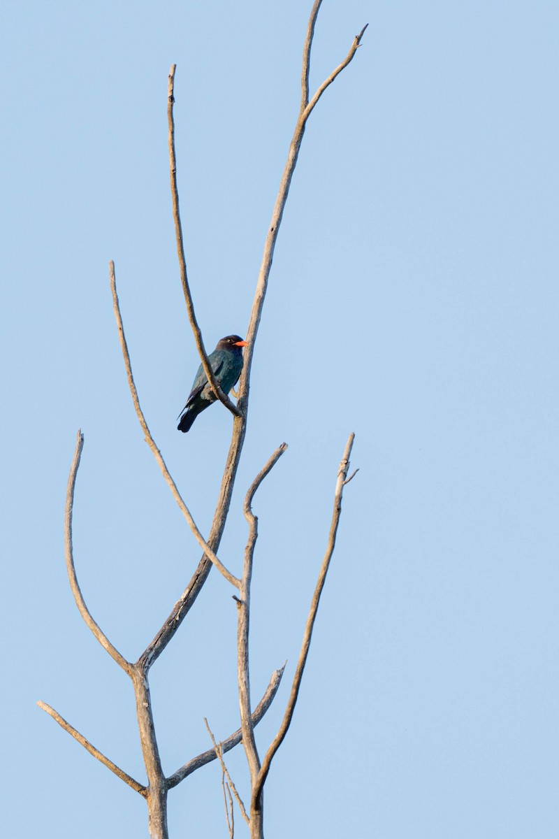 Dollarbird - Chuan Xuan