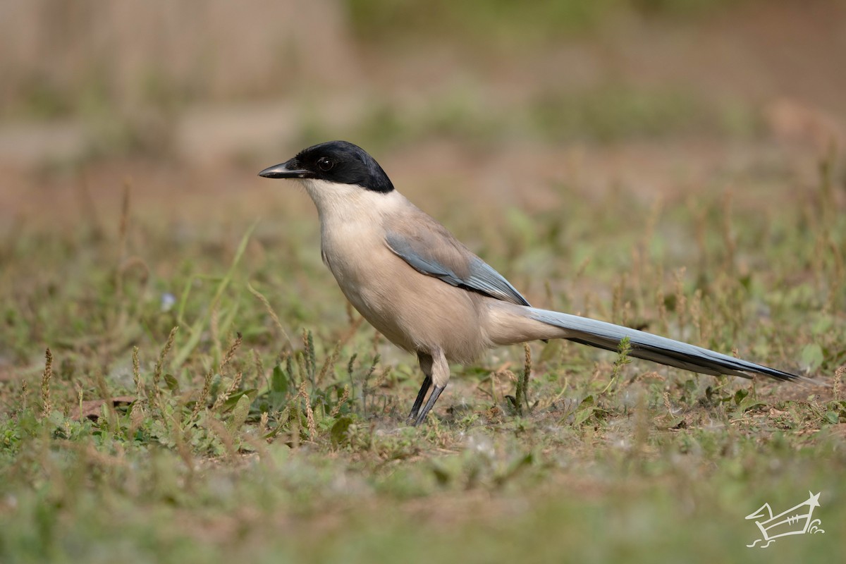 Azure-winged Magpie - Chuan Xuan