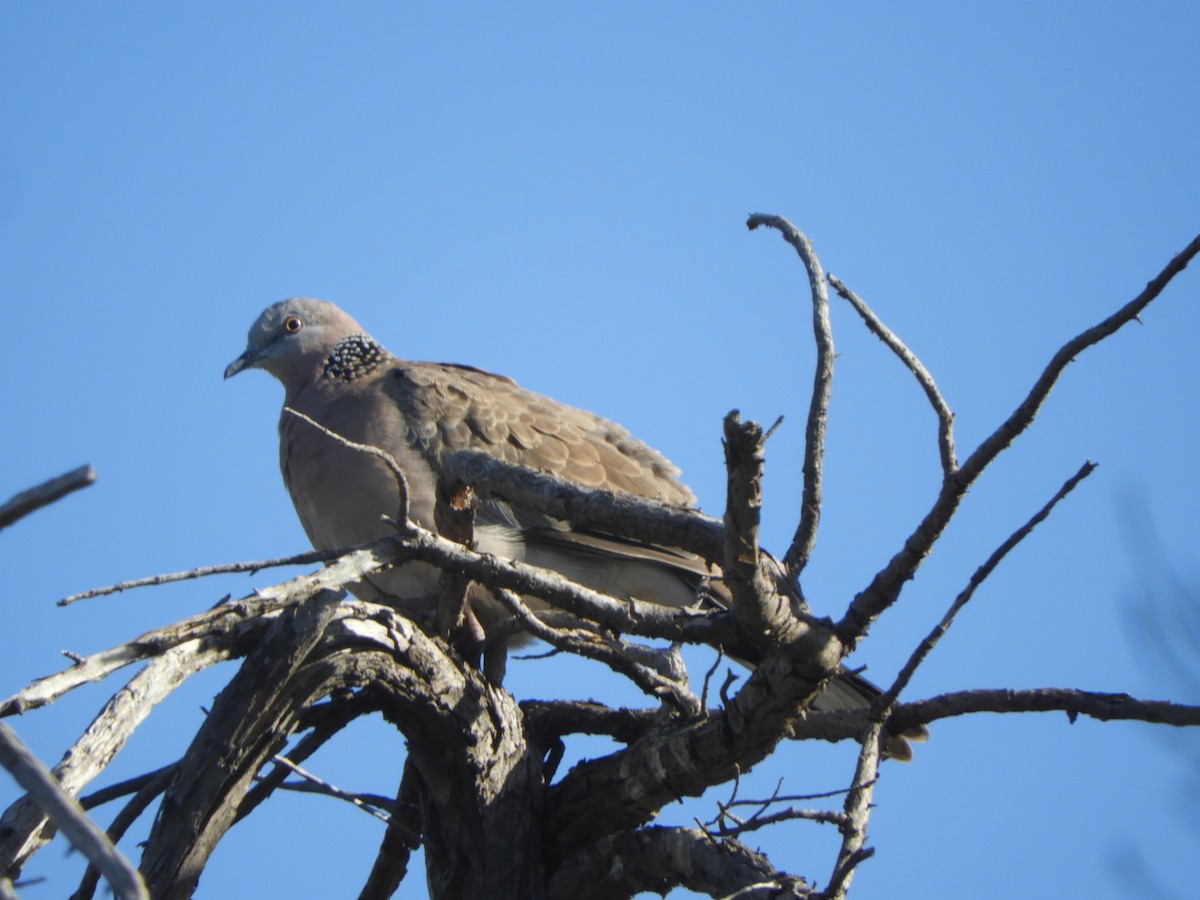 Spotted Dove - ML619214719