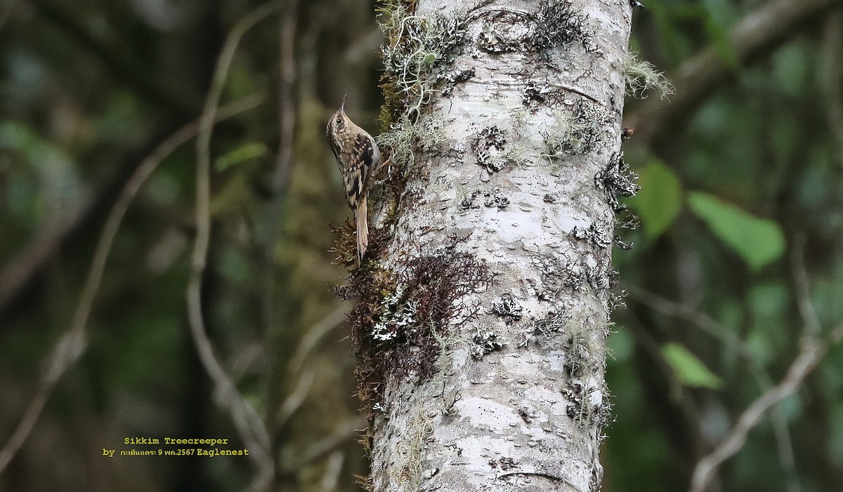 Sikkim Treecreeper - Argrit Boonsanguan
