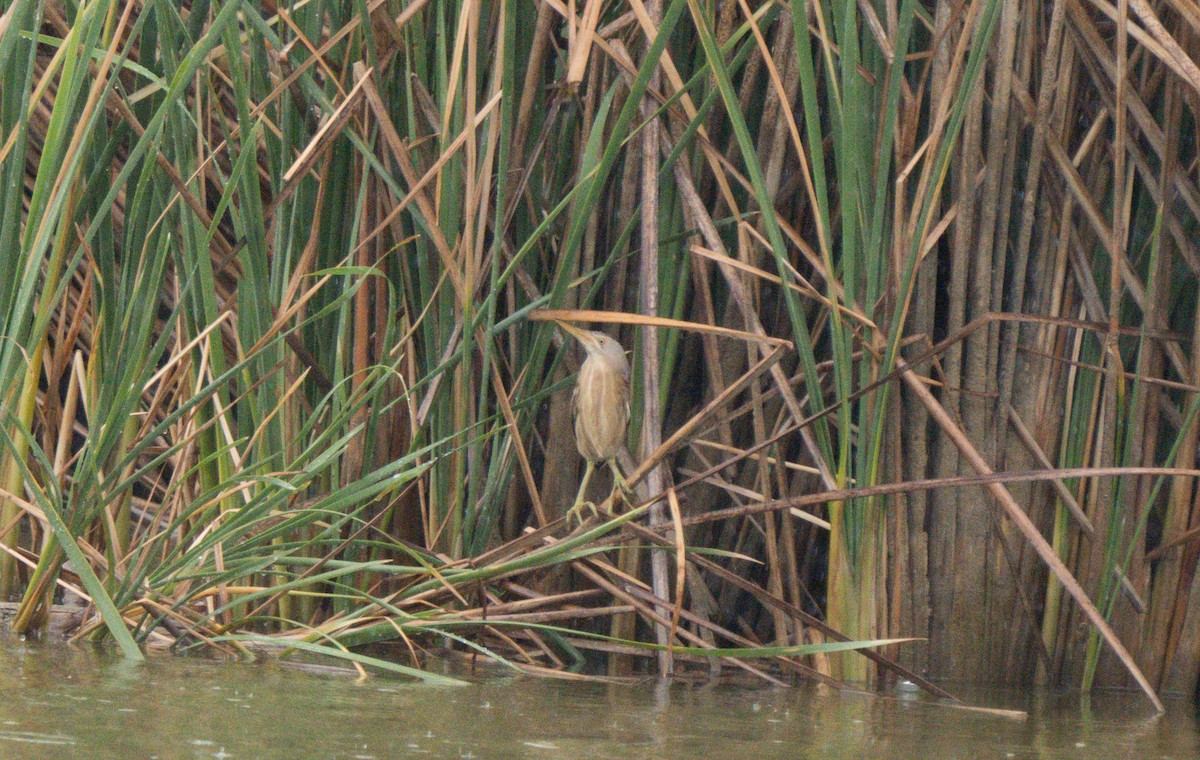 Little Bittern - ML619214744