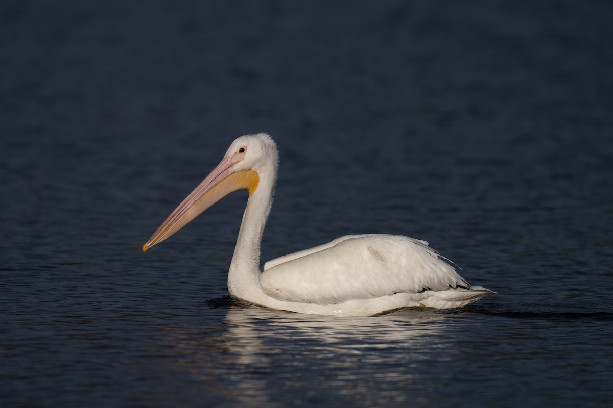 American White Pelican - Steve Pearl