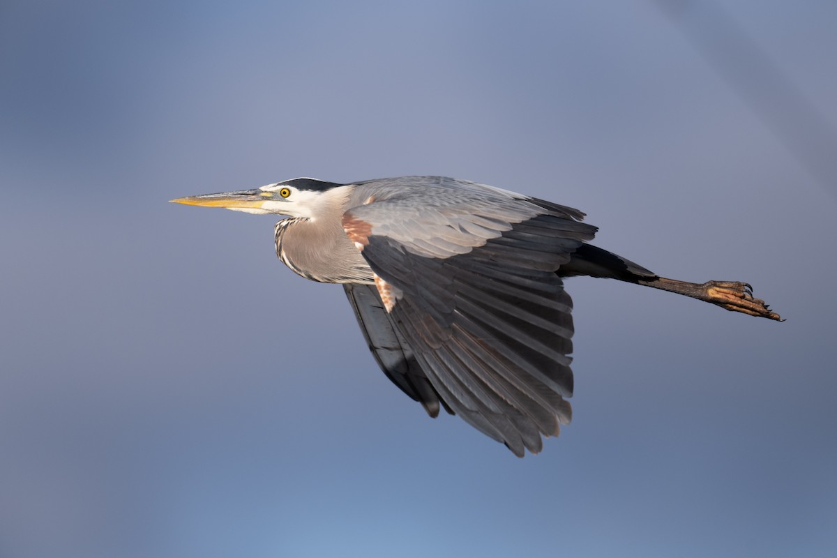 Great Blue Heron - Steve Pearl