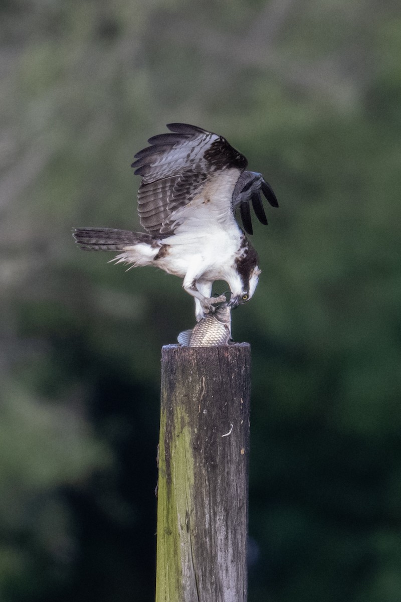 Balbuzard pêcheur - ML619214768