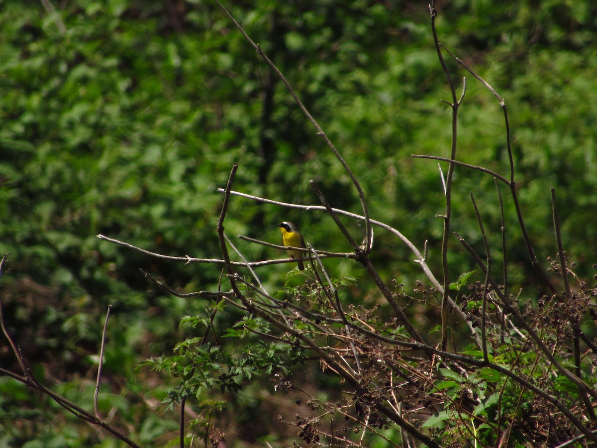 Common Yellowthroat - Eric Ray