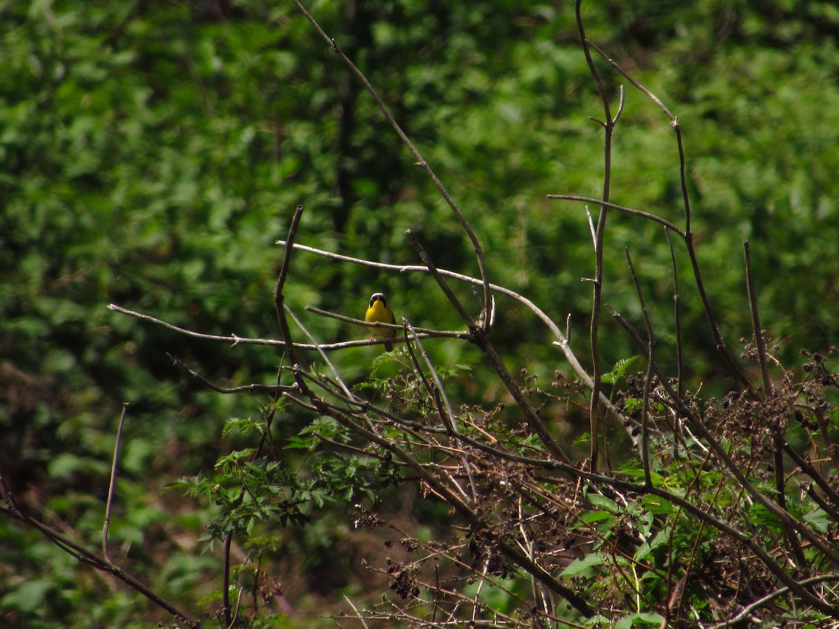 Common Yellowthroat - Eric Ray