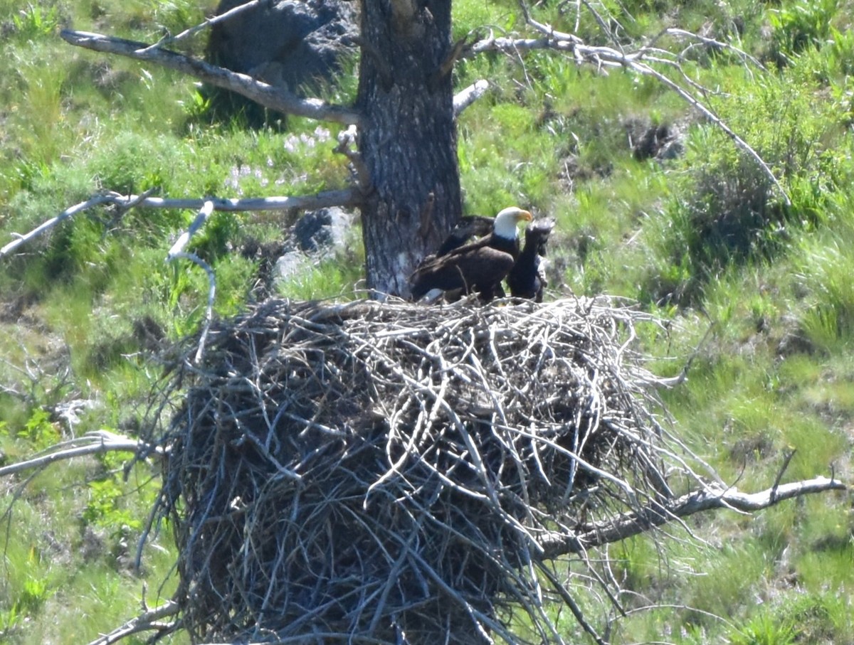 Bald Eagle - Alec Andrus