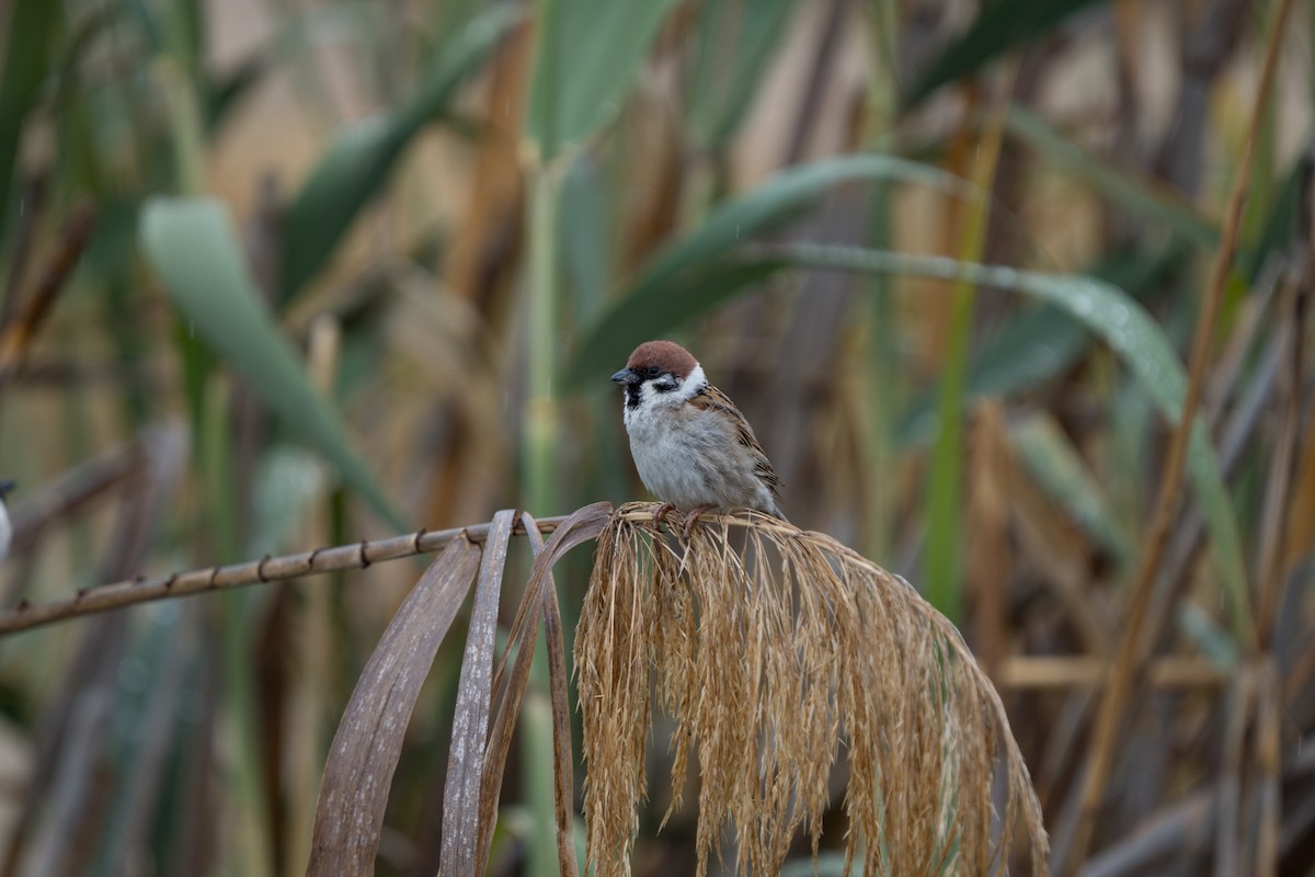 Eurasian Tree Sparrow - Julian Ventres