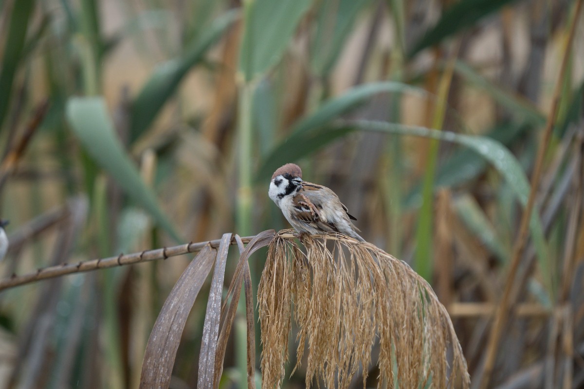 Eurasian Tree Sparrow - Julian Ventres