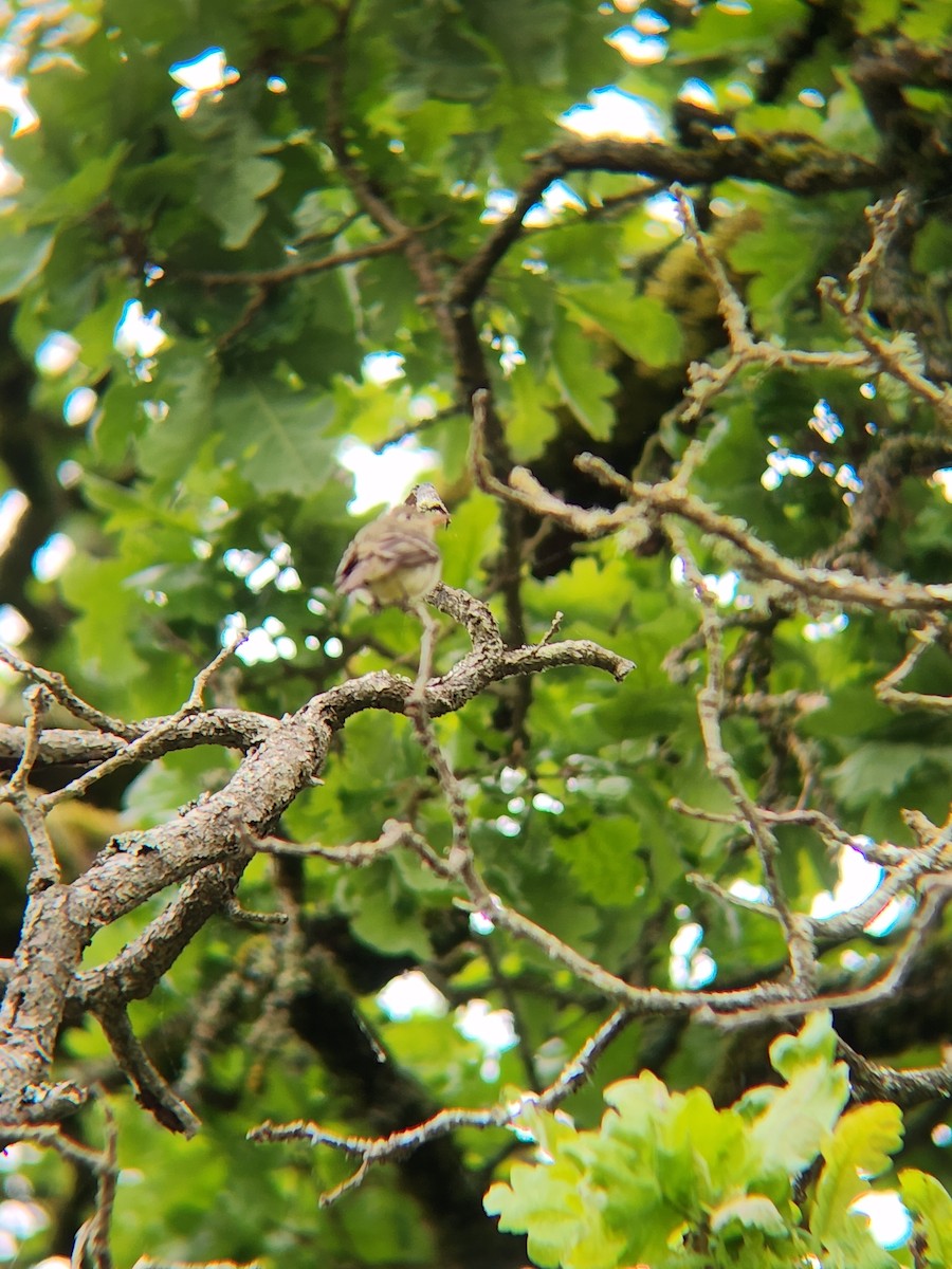 Western Flycatcher - Brandon Reed