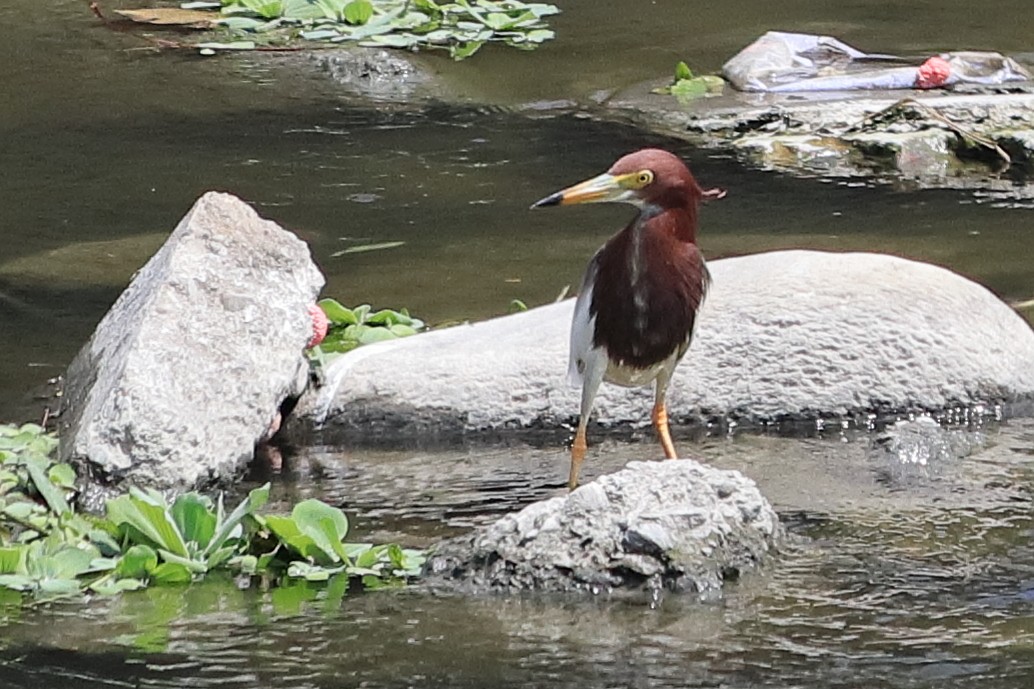 Chinese Pond-Heron - birdway L