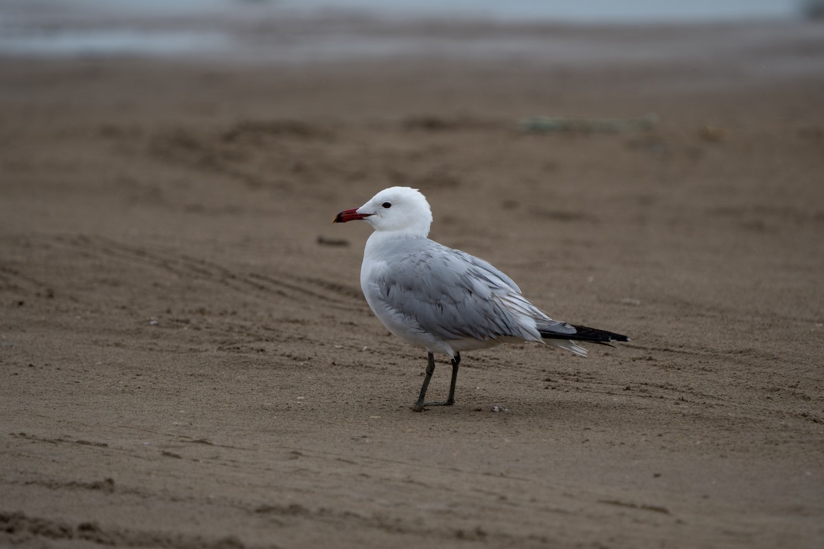 Audouin's Gull - Julian Ventres