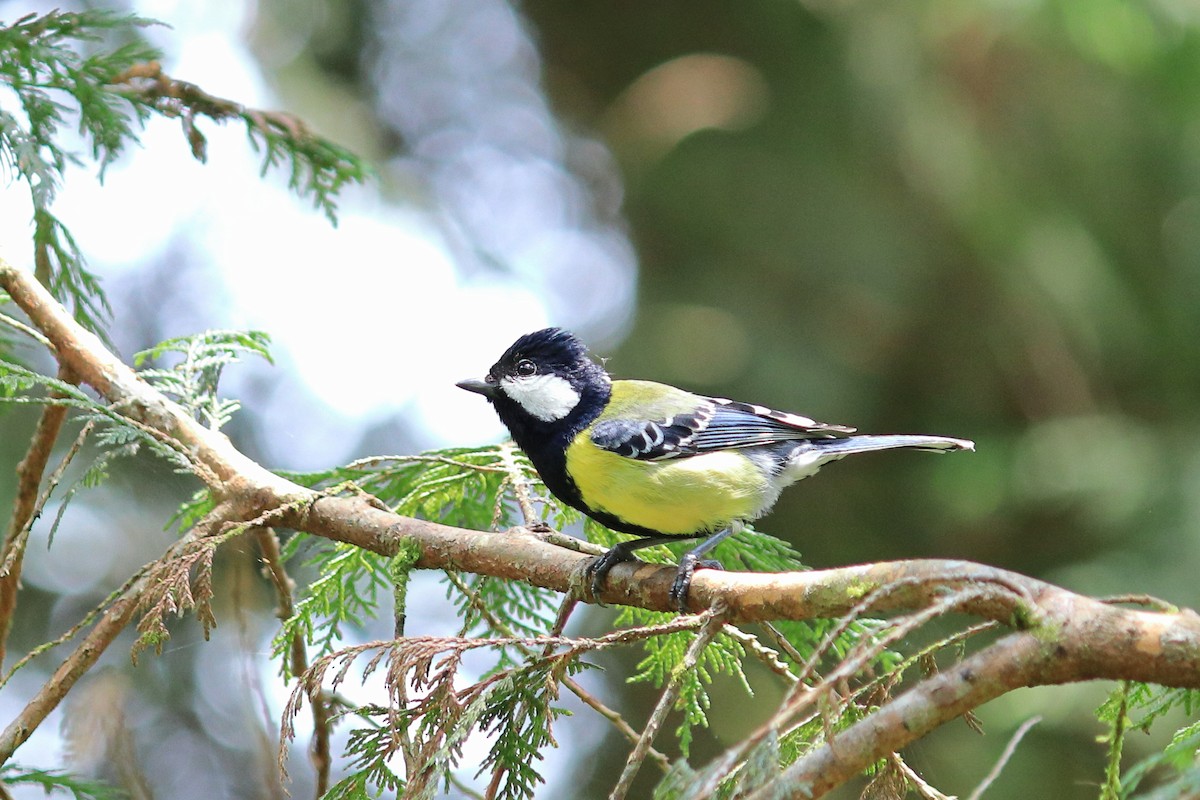 Green-backed Tit - birdway L