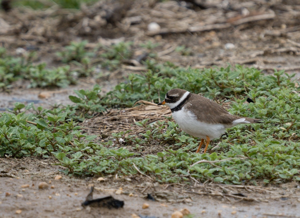 Common Ringed Plover - Julian Ventres