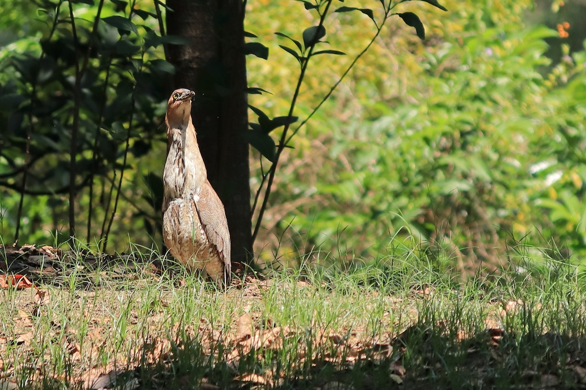 Malayan Night Heron - birdway L