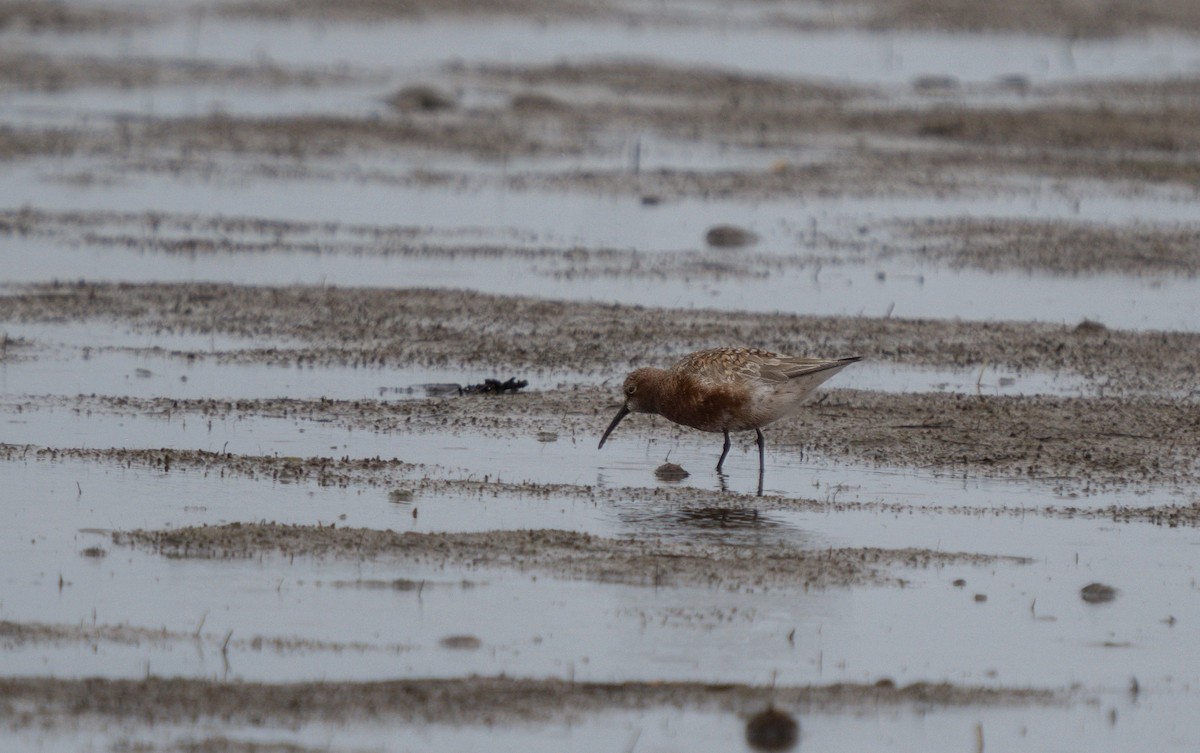 Curlew Sandpiper - ML619214828