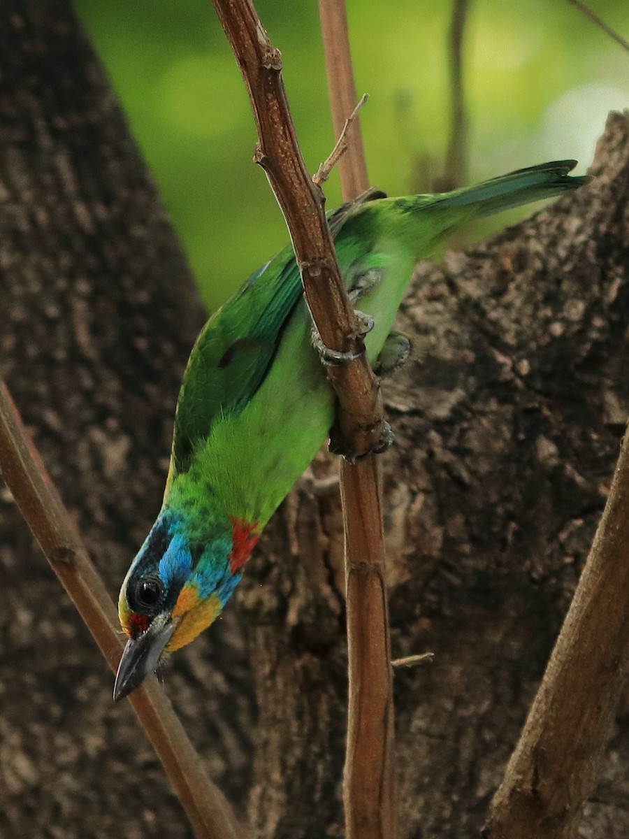 Taiwan Barbet - birdway L