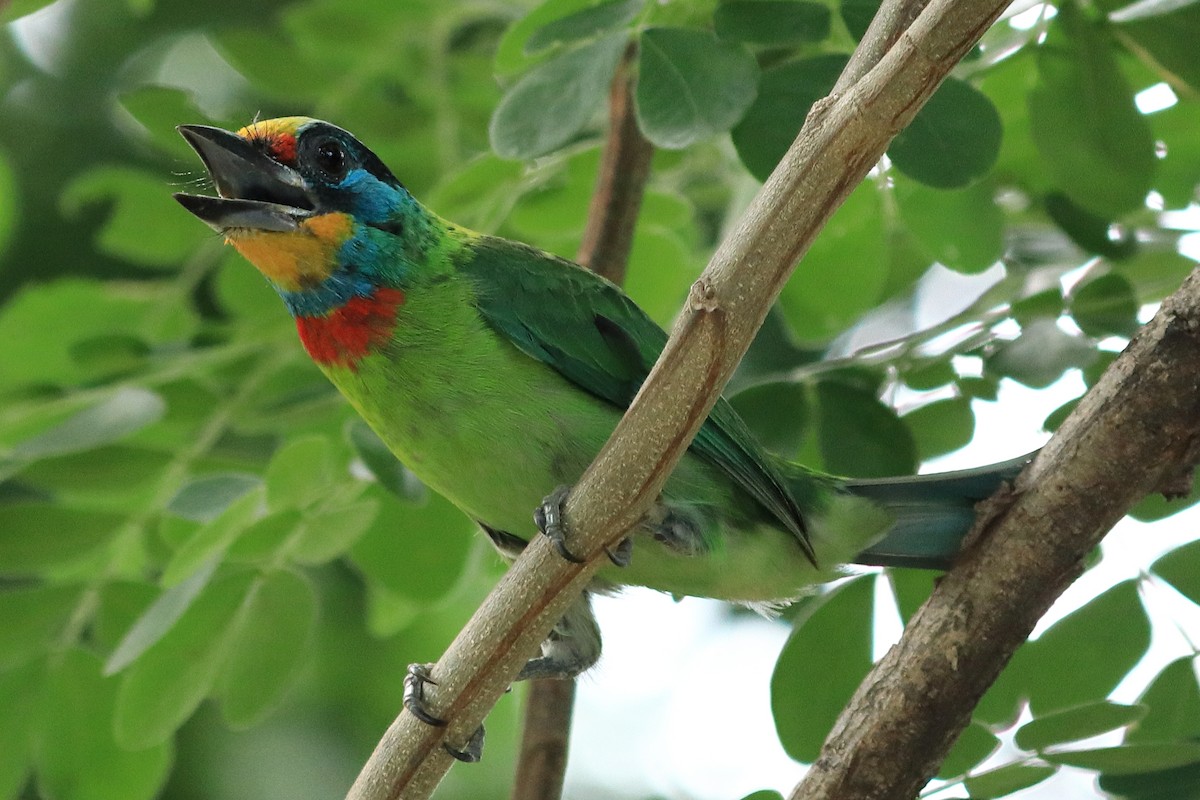 Taiwan Barbet - birdway L