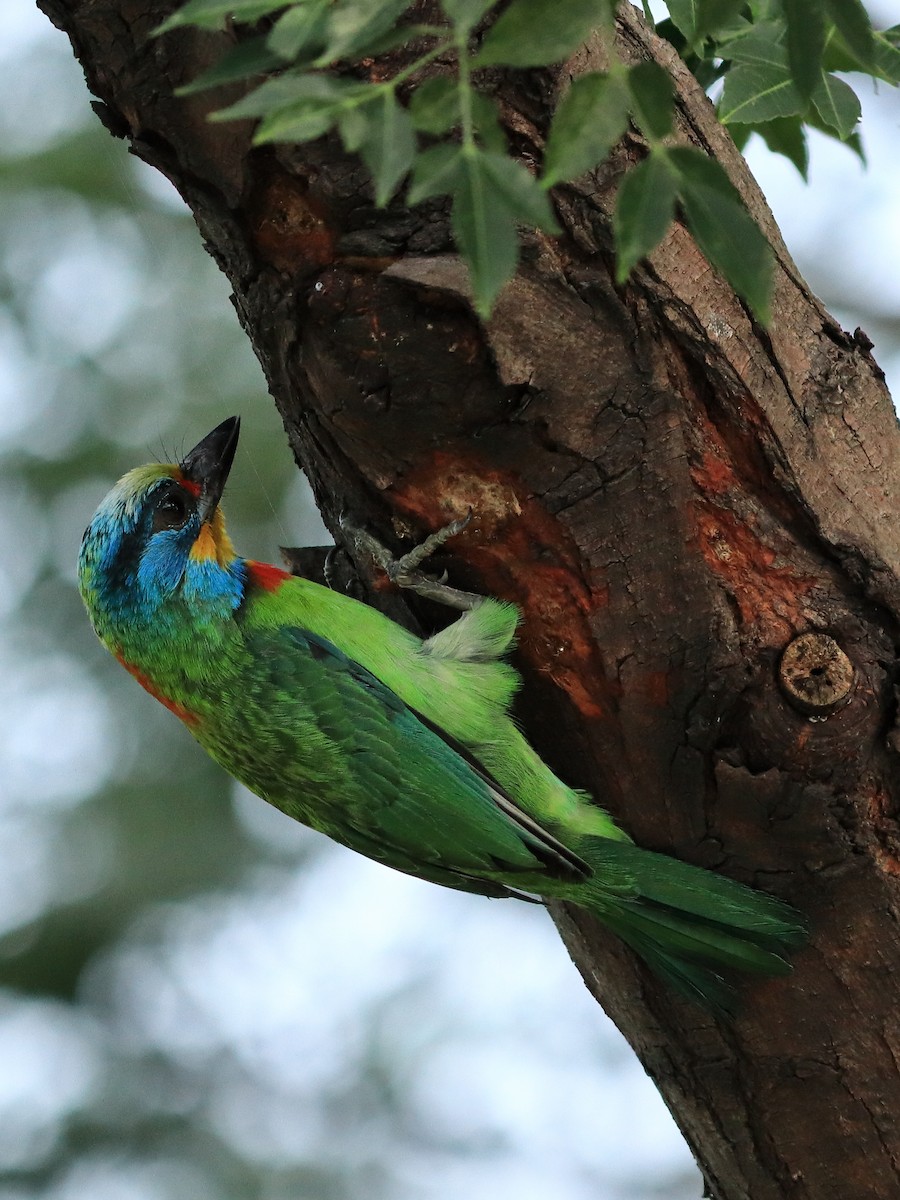 Taiwan Barbet - birdway L