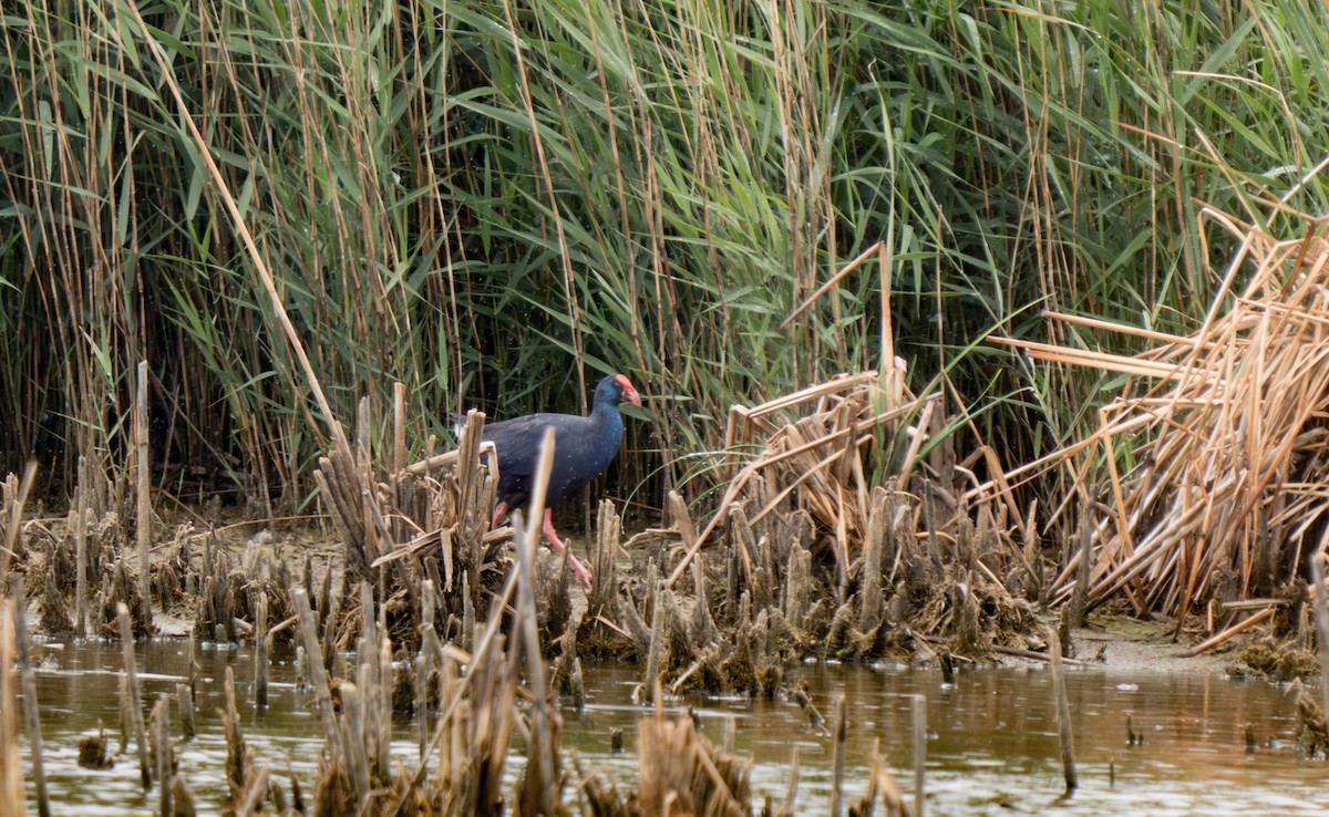 Western Swamphen - Julian Ventres