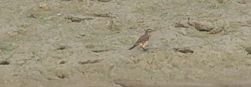 American Pipit - Kal Ivanov