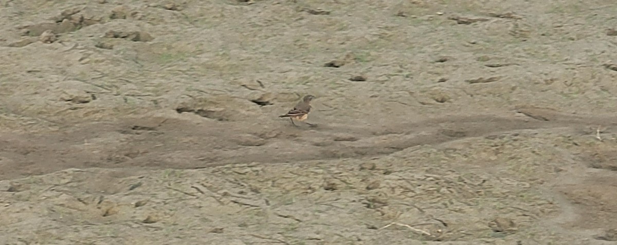 American Pipit - Kal Ivanov