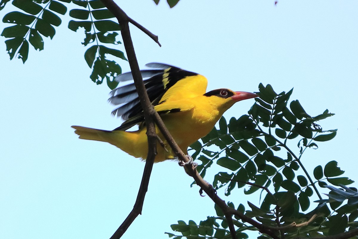 Black-naped Oriole - birdway L