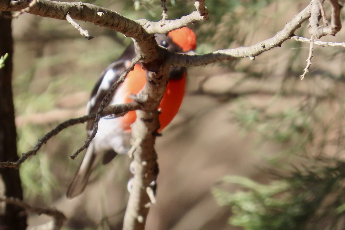 Red-capped Robin - ML619214850