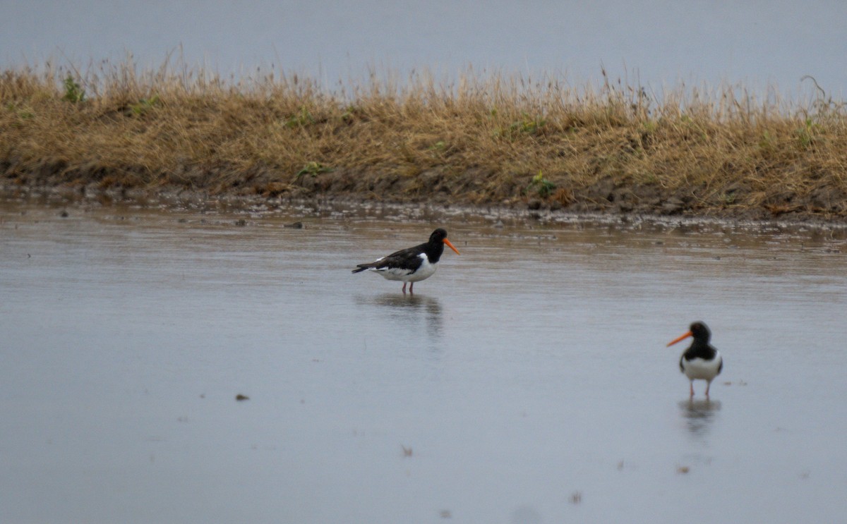 Eurasian Oystercatcher - ML619214852