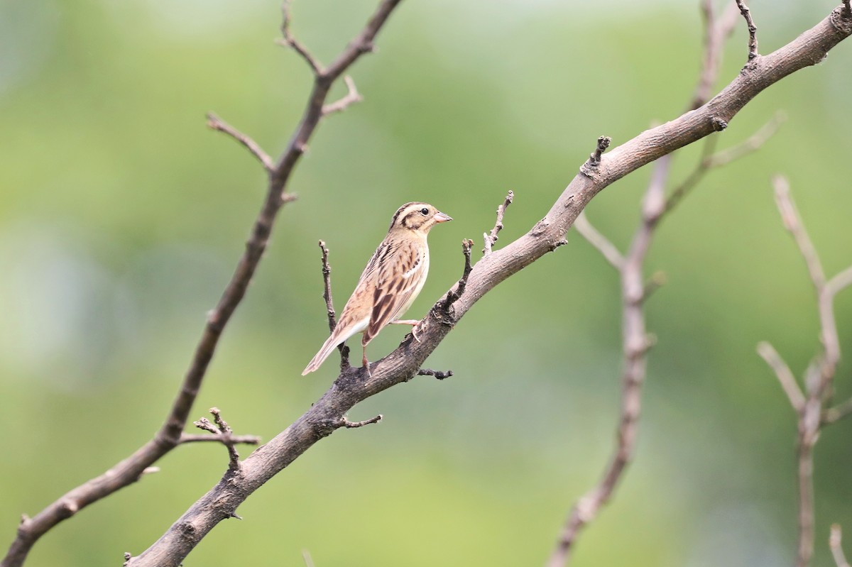 Yellow-breasted Bunting - Starlit Chen