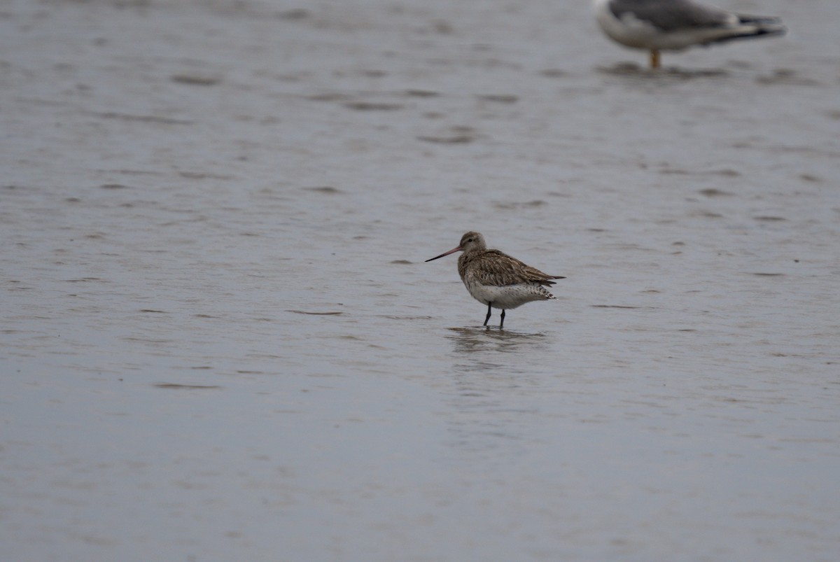 Bar-tailed Godwit - ML619214856