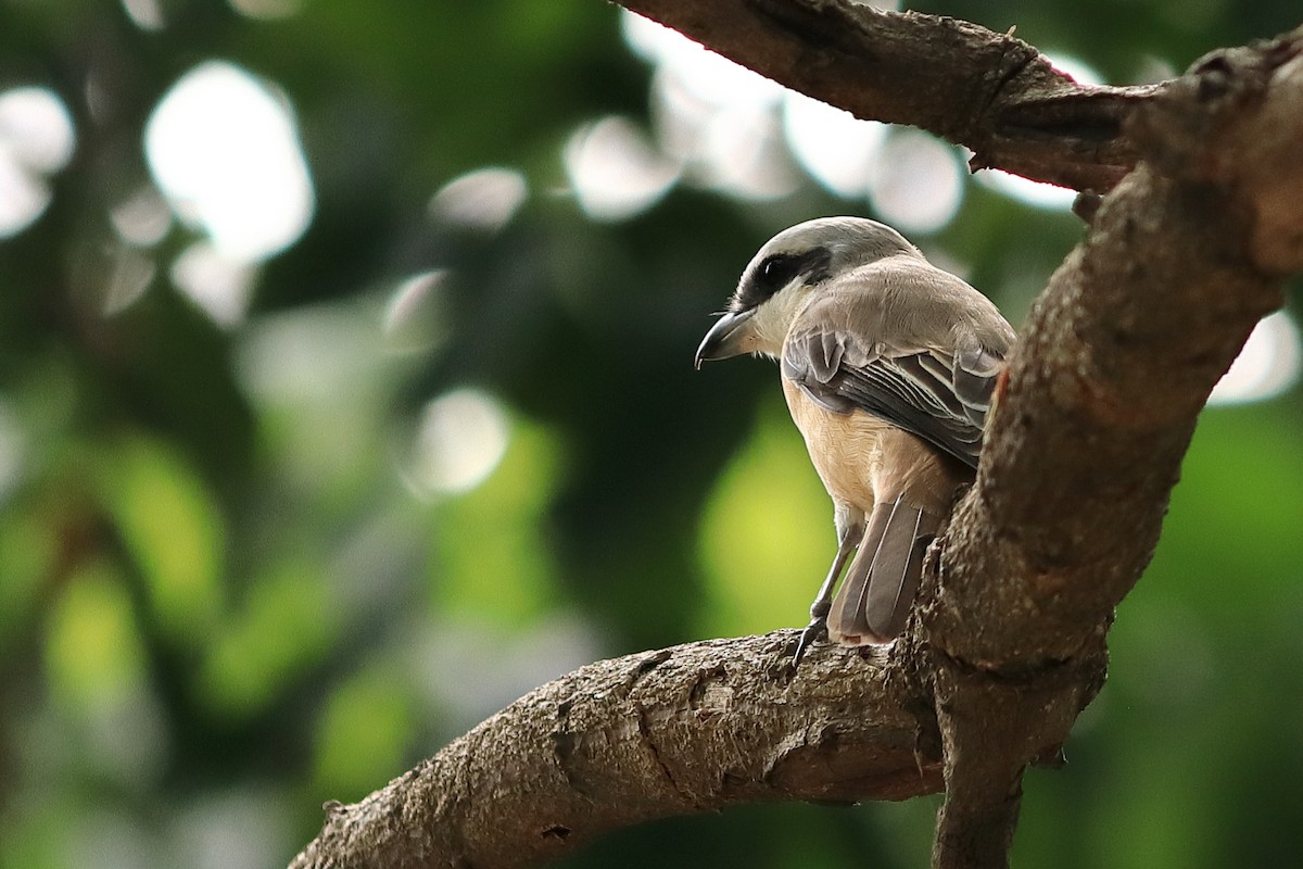 Brown Shrike - birdway L