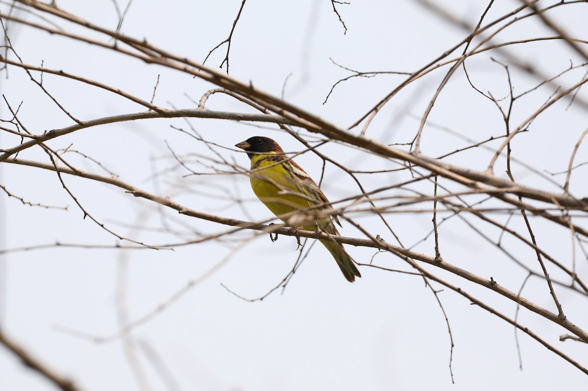 Yellow-breasted Bunting - Starlit Chen