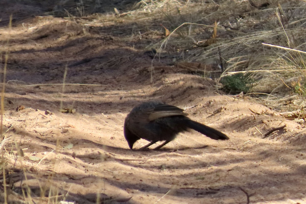 Apostlebird - Ian & Gill