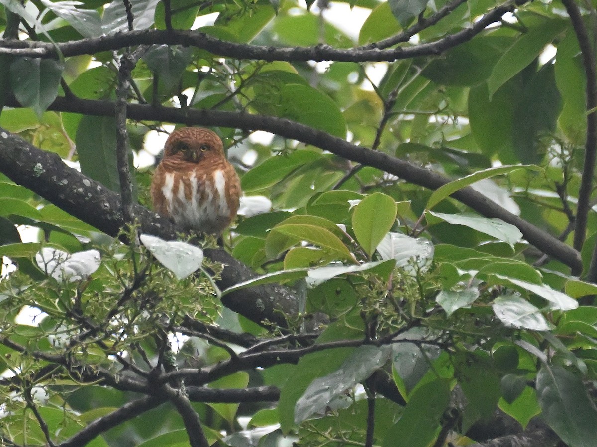 Collared Owlet - Anshu Arora