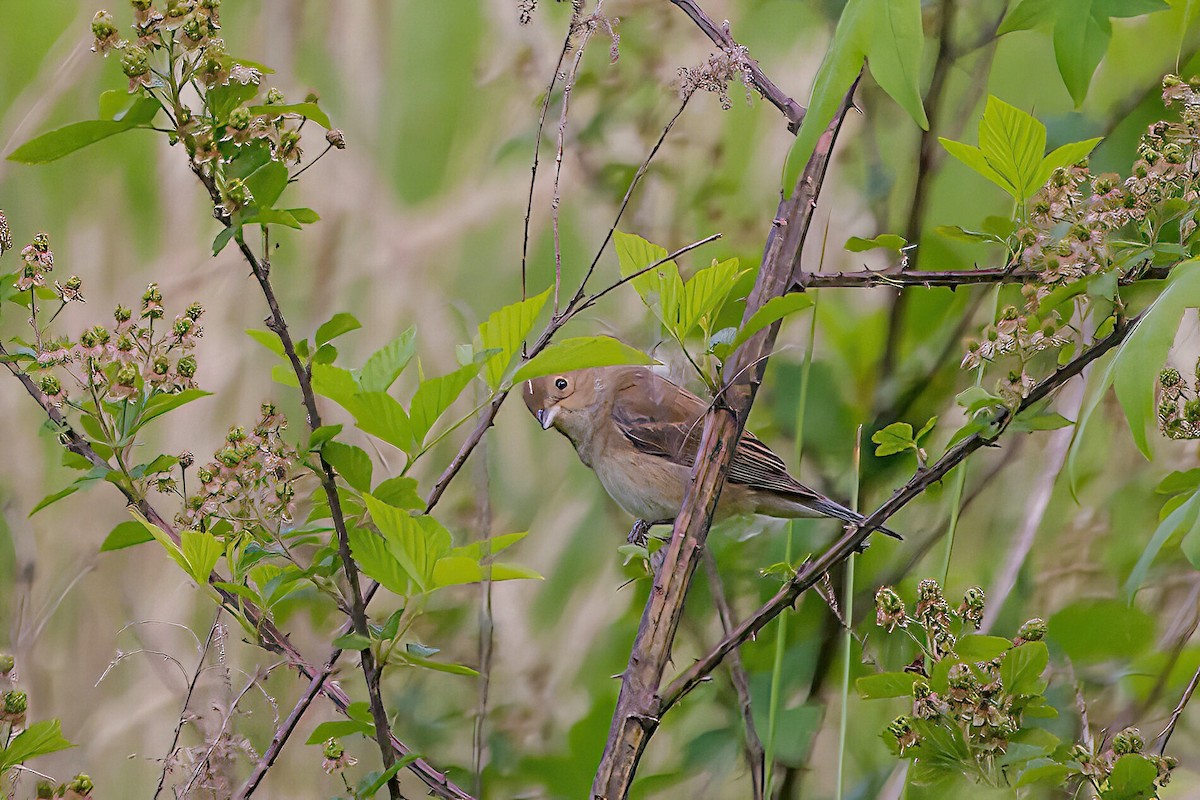 Indigo Bunting - ML619214873