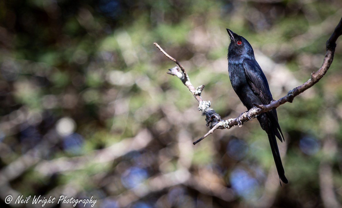 Fork-tailed Drongo - Neil Wright