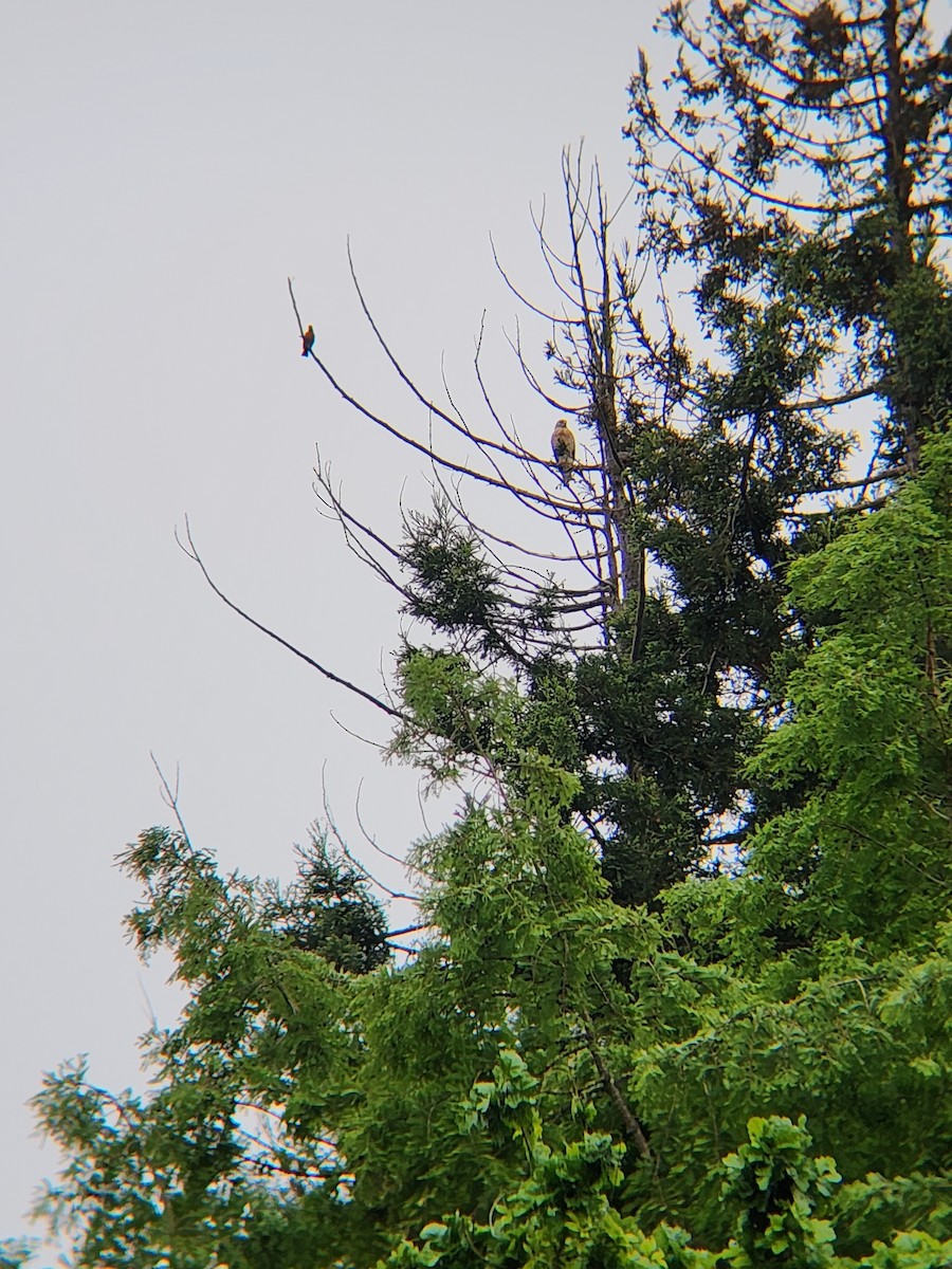 Red-shouldered Hawk - Brandon Reed