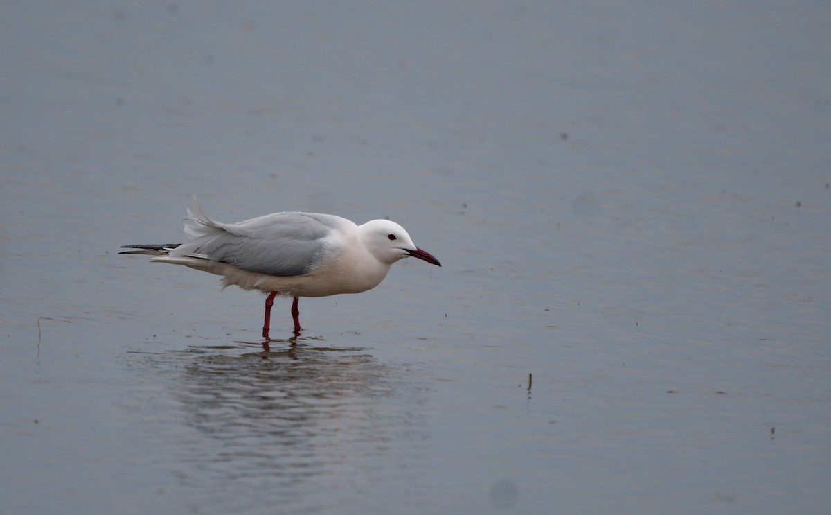 Slender-billed Gull - ML619214883